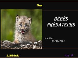 hr660_bebes_predateurs_riquet77570