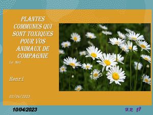 hr699_plantes_communes_qui_sont_toxiques_pour_vos_animaux_riquet77570