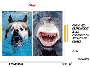 hr700_chiens__qui_ressemblent_a_des_personnes_ou_animaux_riquet77570