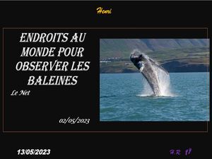 hr729_endroits_au_monde_pour_observer_les_baleines_riquet77570