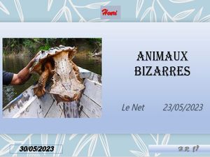 hr746_animaux_bizarres_riquet77570