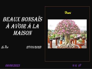 hr753_beaux_bonsais_a_avoir_a_la_maison