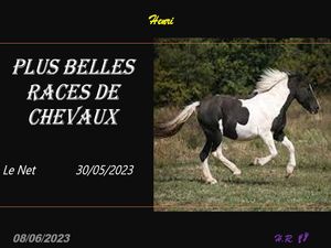 hr755_plus_belles_races_de_chevaux