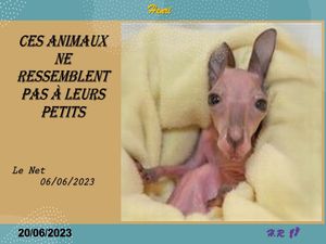 hr766_ces_animaux_ne_ressemblent_pas_a_leurs_petits