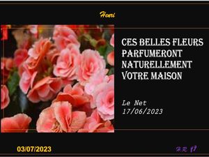 hr777_ces_belles_fleurs_parfumeront_naturellement_votre_maison