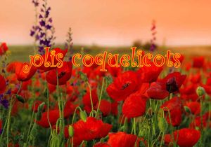 jolis_coquelicots_gilianne