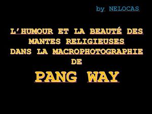 l_humour_et_la_beaute_des_mantes_religieuses_dans_la_macrophotographie_de_pang_way_nelocas