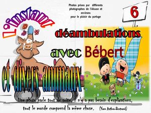 l_instant_deambulations_avec_bebert_et_divers_animaux_6__roland