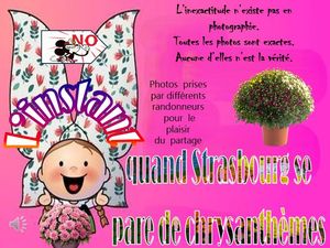 l_instant_quand_strasbourg_se_pare_de_chrysanthemes__roland