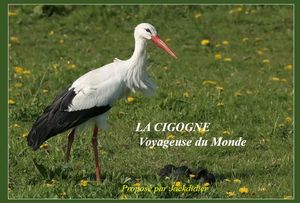 la_cigogne_voyageuse_du_monde__jackdidier