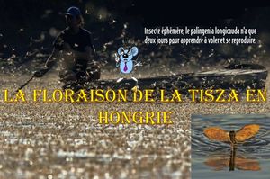 la_floraison_de_la_tisza_en_hongrie_roland