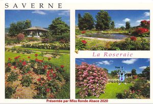 la_roseraie_de_saverne__roland