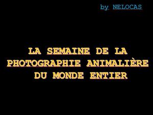 la_semaine_de_la_photographie_animaliere_du_monde_entier_nelocas