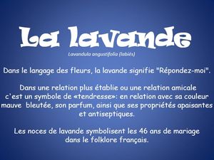 lavande_histoire