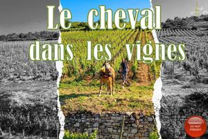 le_cheval_dans_les_vignes_roland