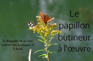le_papillon_butineur_a_l_oeuvre__roland