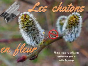 les_chatons_en_fleur__roland