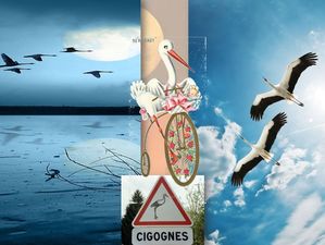 les_cigognes