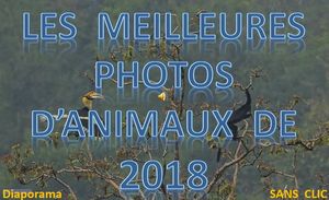 les_meilleures_photos_d_animaux_de_2018_roland