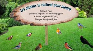 les_oiseaux_se_cachent_pour_mourir_apex