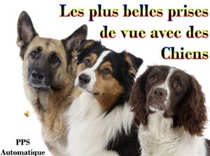 les_plus_belles_prises_de_vues_avec_des_chiens_roland