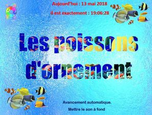 les_poissons_d_ornement_chantha