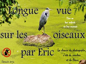 longue_vue_sur_les_oiseaux__roland