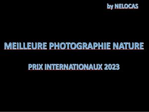 meilleure_photographie_nature_prix_internationaux_2023_nelocas
