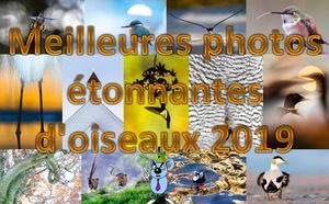 meilleures_photos_etonnantes_d_oiseaux_2019_roland