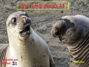 nos_amis_droles_43_michel