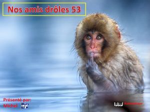 nos_amis_droles_53__michel