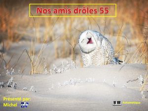 nos_amis_droles_55__michel