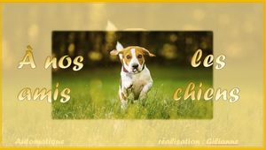 nos_amis_les_chiens_gilianne