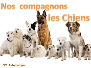 nos_compagnons_les_chiens_roland