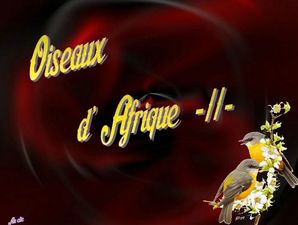 oiseaux_d_afrique_2_dede_51