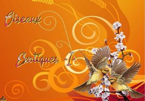 oiseaux_exotiques_1_dede_51