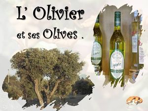 oliviers_et_derives__p_sangarde