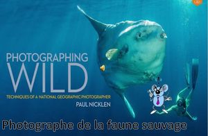 paul_nicklen_photographe_de_la_faune_sauvage_roland