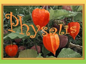 physalis__gilianne