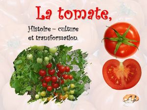 tomate_histoire_et_culture__p_sangarde