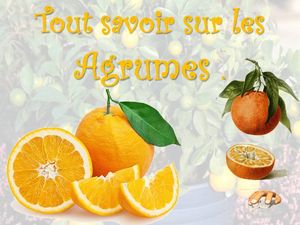 tout_savoir_sur_les_agrumes__p_sangarde