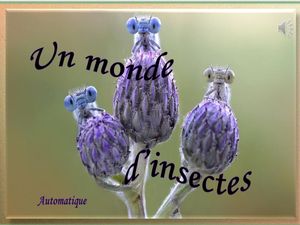 un_monde_d_insectes__gilianne