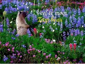 veel_te_mooi