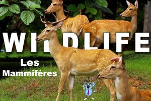 wildlife_les_mammiferes_roland