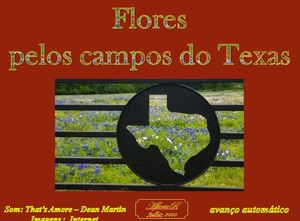 champs_de_fleurs__texas