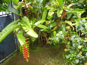 couleurs_de_guyane_jackdidier