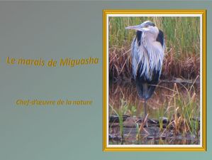 le_marais_de_miguasha_chef_d_oeuvre_de_la_nature