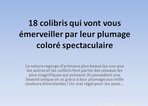 18_colibris