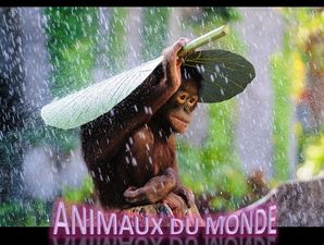 animaux_du_monde_01_16_piboulette