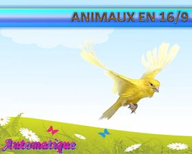 animaux_en_16_9_chantha